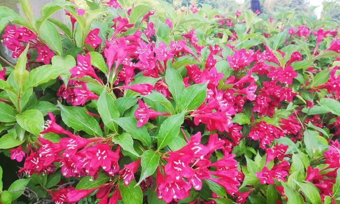 王子花花语有何寓意？王子花的栽培和繁殖方法是什么？