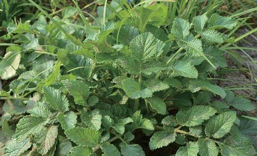 丹参花的花语是什么？丹参花的药用价值和种植技巧有哪些？