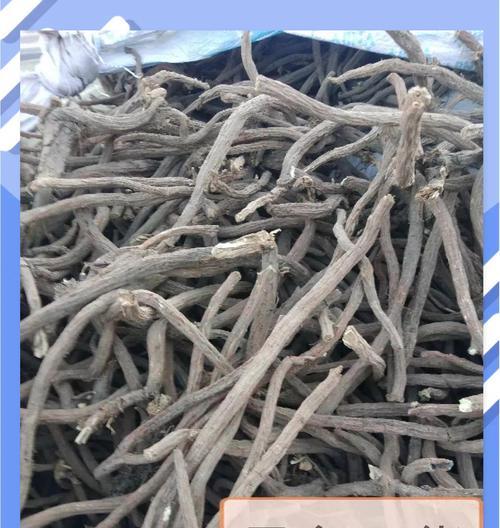 丹参花的花语是什么？丹参花的药用价值和种植技巧有哪些？