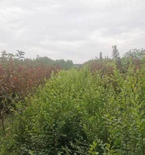 榆树花语代表什么？榆树的生长习性和用途是什么？