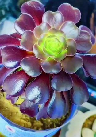 法师锦花语有何含义？法师锦的养殖和繁殖方法是什么？