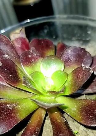 法师锦花语有何含义？法师锦的养殖和繁殖方法是什么？
