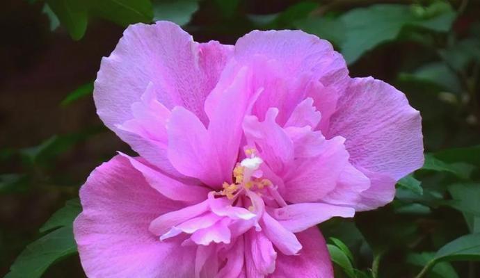 木槿兰花语有何深意？木槿兰的栽培和管理要点是什么？