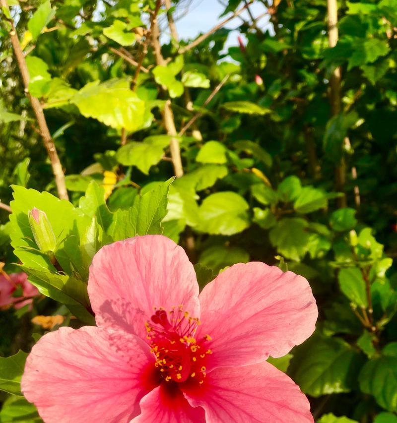 木槿兰花语有何深意？木槿兰的栽培和管理要点是什么？