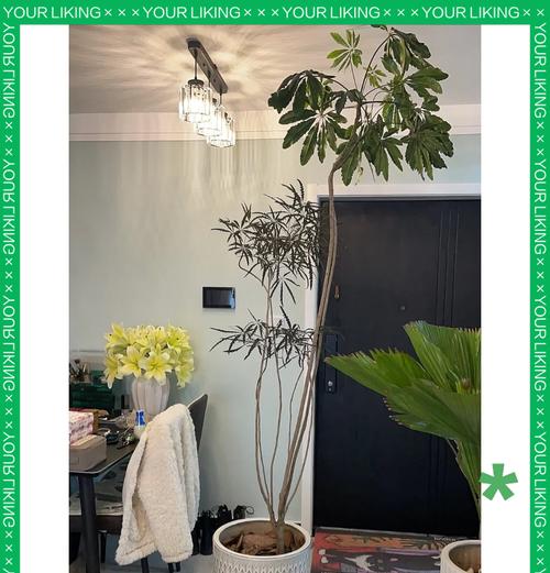 孔雀木花语是什么？孔雀木的寓意有哪些？