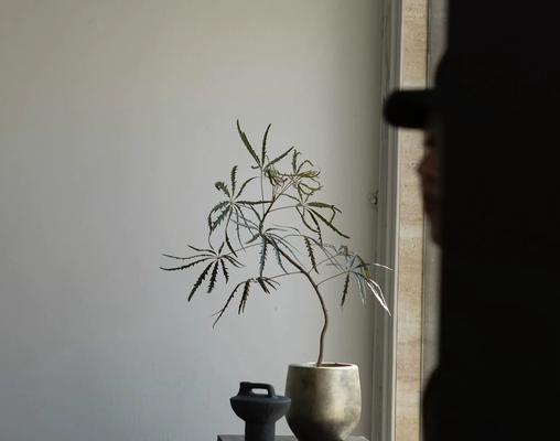 孔雀木花语是什么？孔雀木的寓意有哪些？