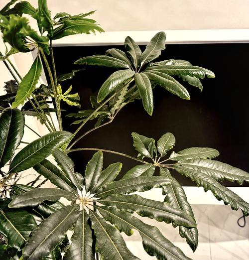 孔雀木花语是什么？孔雀木的寓意有哪些？