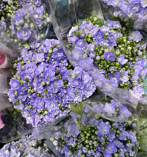铃铃草花语代表什么？铃铃草的象征意义是什么？