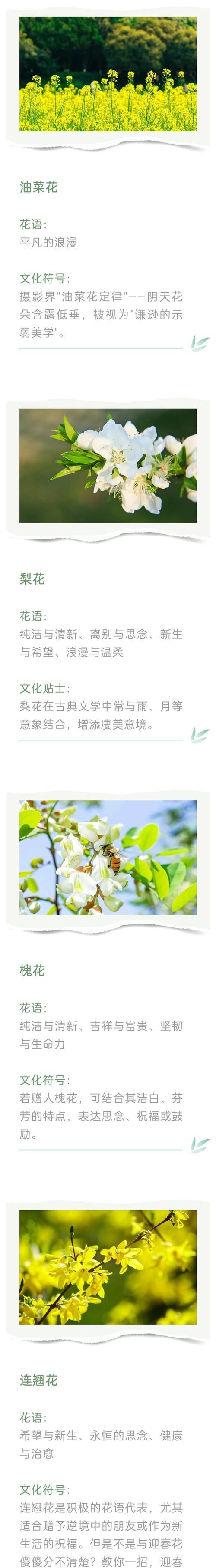 麒麟冠花语有哪些含义？麒麟冠的花语解读是什么？