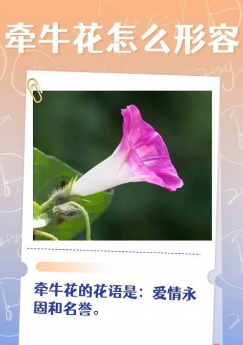 夏季花花语有哪些？夏季花卉的象征意义是什么？
