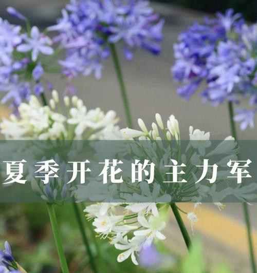 夏季花花语有哪些？夏季花卉的象征意义是什么？