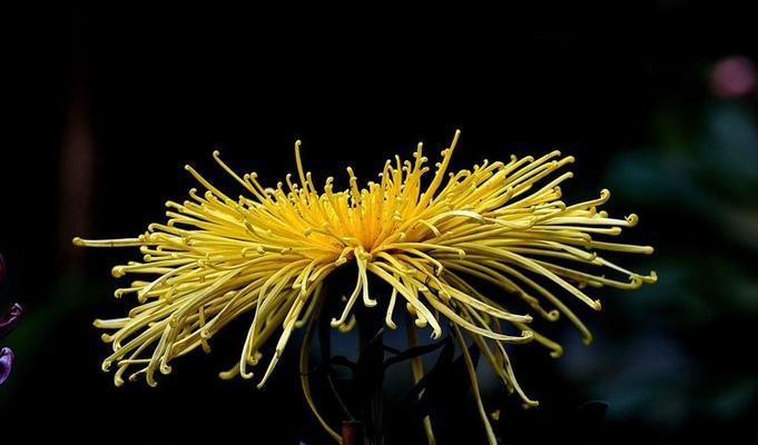 荔枝菊花语代表什么？荔枝菊的象征意义有哪些？