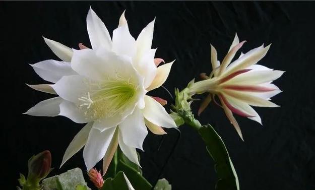 花语孔雀莲是什么意思？孔雀莲的花语有哪些？