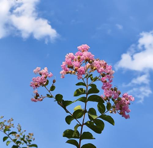 独自的花语是什么意思？独自的花语有哪些特点？
