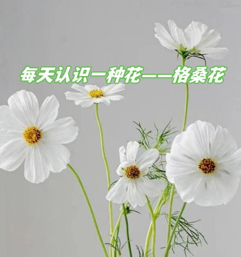 波丝菊花语是什么？波丝菊的象征意义是什么？