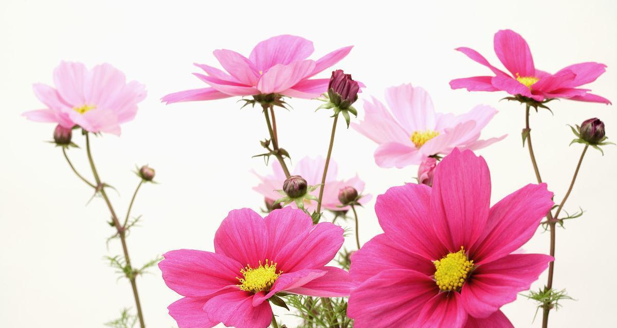 波丝菊花语是什么？波丝菊的象征意义是什么？