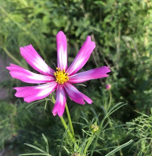 波丝菊花语是什么？波丝菊的象征意义是什么？