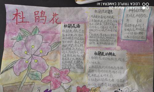 李白的花语是什么意思？李白诗中的花语有哪些？