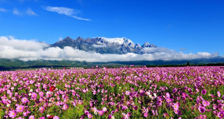 炮什么花语是什么？炮什么的寓意和象征是什么？