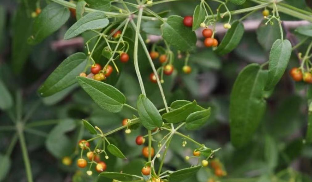 株茜草花语有哪些含义？株茜草的象征意义是什么？