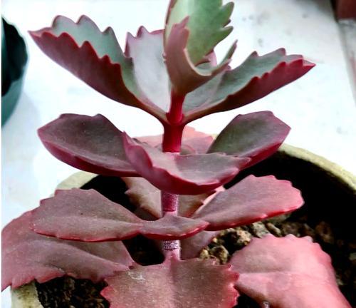 玉吊钟花语是什么意思？玉吊钟的寓意有哪些？