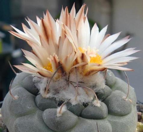 弹簧花代表什么？如何理解弹簧花的花语含义？