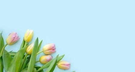 弹簧花代表什么？如何理解弹簧花的花语含义？