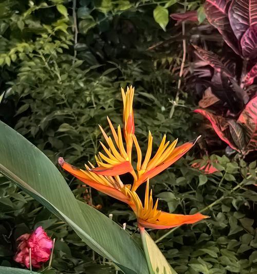 弹簧花代表什么？如何理解弹簧花的花语含义？