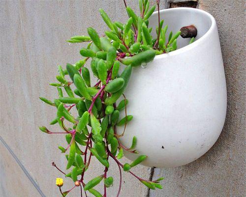 若绿花的花语是什么？若绿花象征着哪些情感？