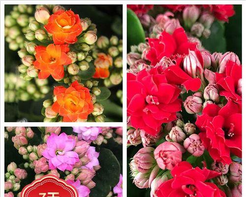若绿花的花语是什么？若绿花象征着哪些情感？