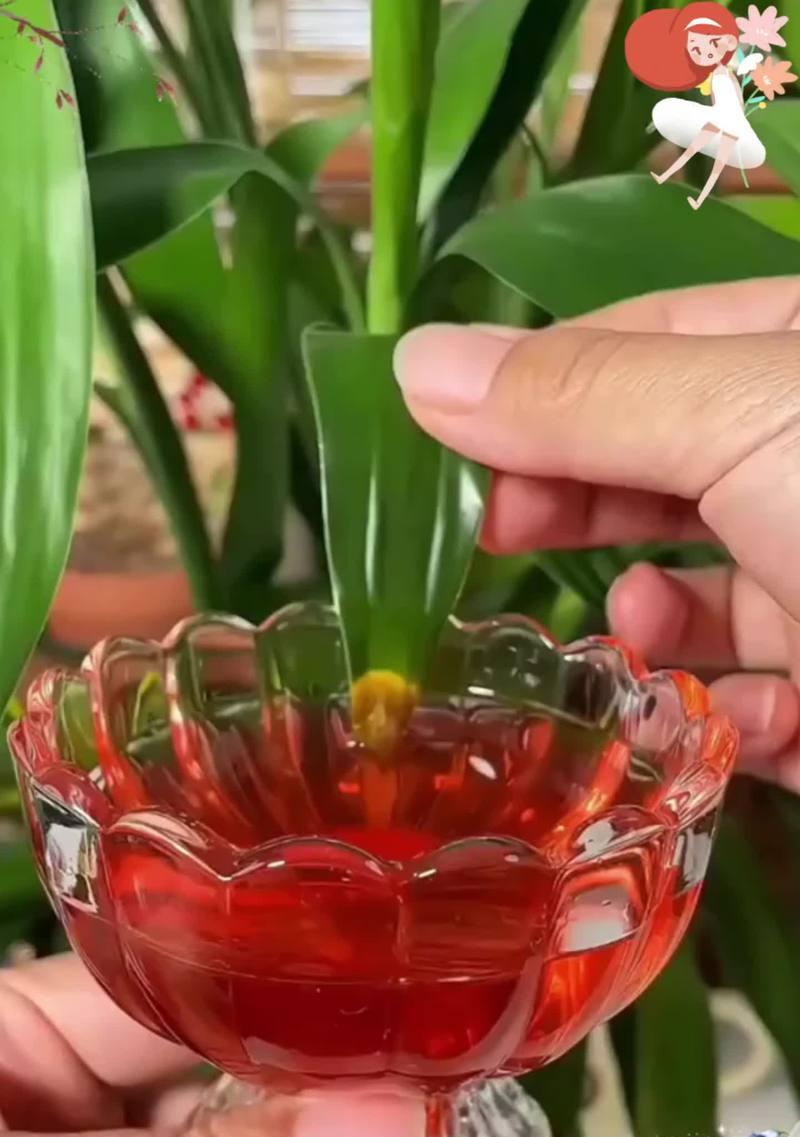 小金钻的花语有哪些？小金钻寓意着什么？
