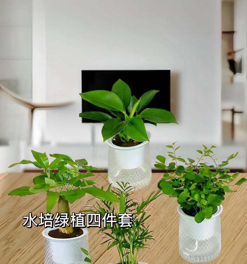 小金钻的花语有哪些？小金钻寓意着什么？