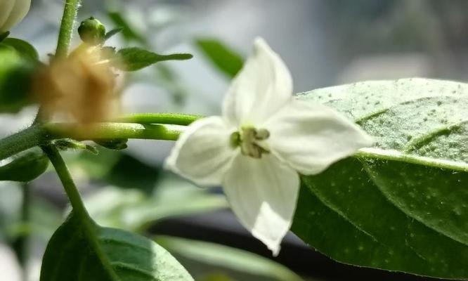 辣椒果的花语是什么？辣椒果象征着什么？