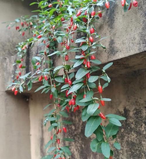 辣椒果的花语是什么？辣椒果象征着什么？