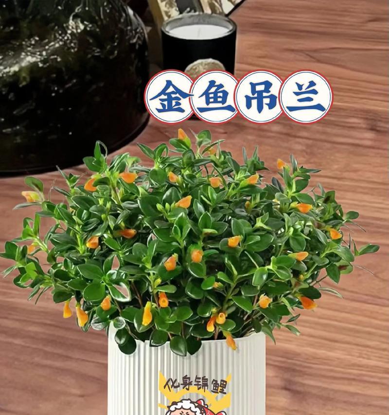 吊兰竹的花语是什么？吊兰竹象征着什么？