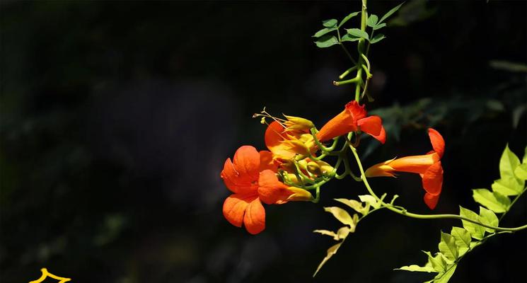 花语中坚韧代表什么？哪些花象征着坚韧不拔？