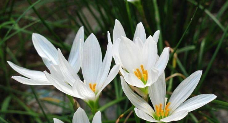 龟背花的花语含义是什么？龟背花象征着什么？
