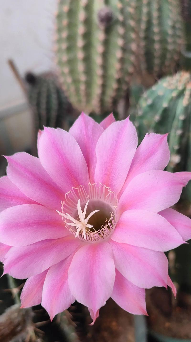龟背花的花语含义是什么？龟背花象征着什么？