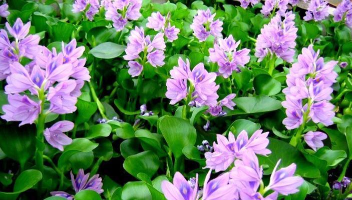 葫芦叶的花语有哪些？葫芦叶代表了哪些意义？