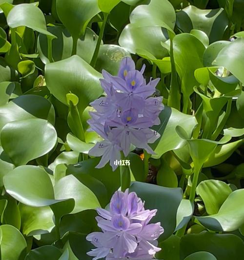 葫芦叶的花语有哪些？葫芦叶代表了哪些意义？