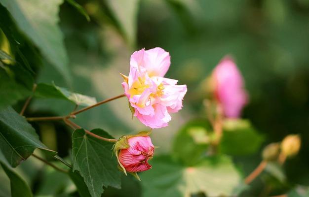 芙蓉癸的花语是什么？芙蓉癸象征着什么？
