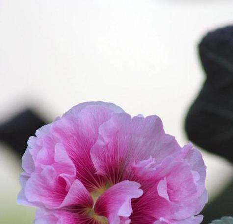 芙蓉癸的花语是什么？芙蓉癸象征着什么？