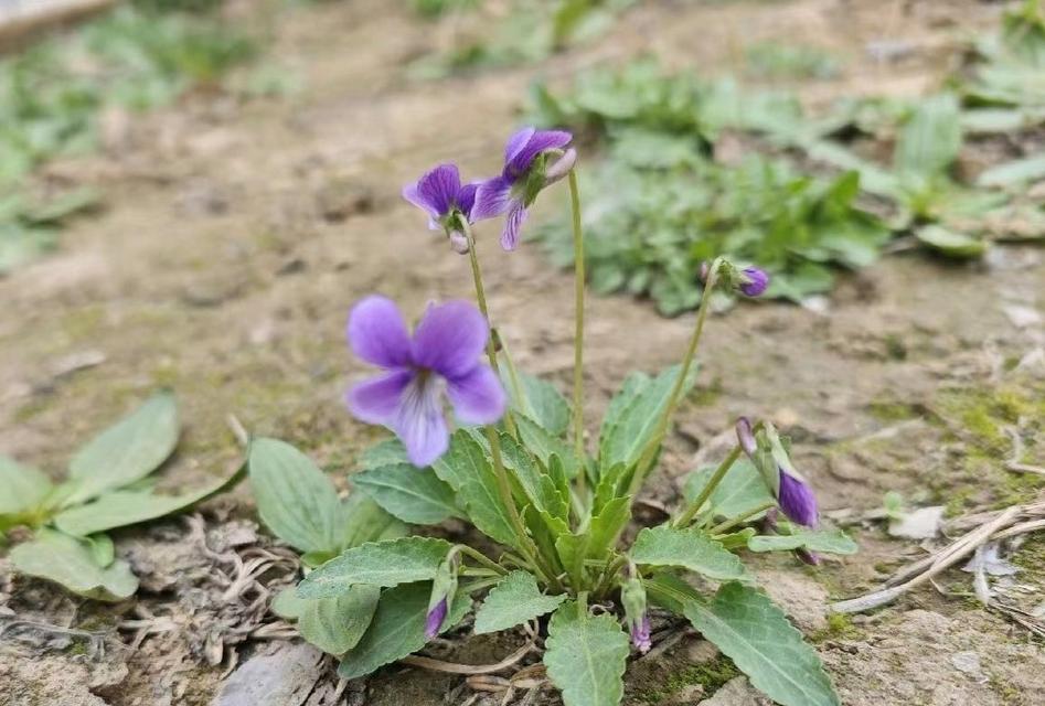 米口袋花的花语含义是什么？米口袋花代表了什么？