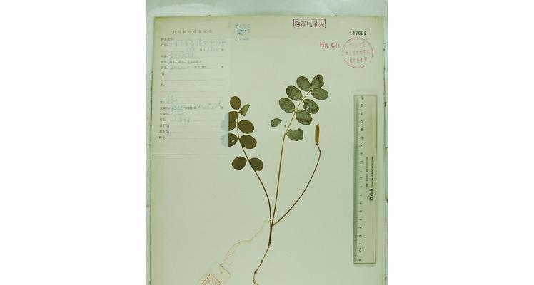 米口袋花的花语含义是什么？米口袋花代表了什么？