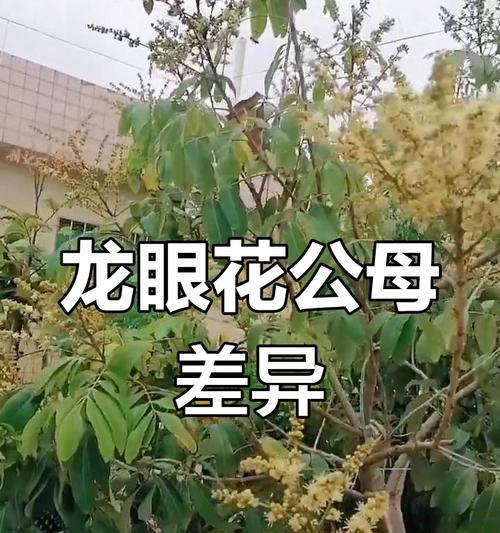 龙眼花的花语是什么？龙眼花代表了什么？