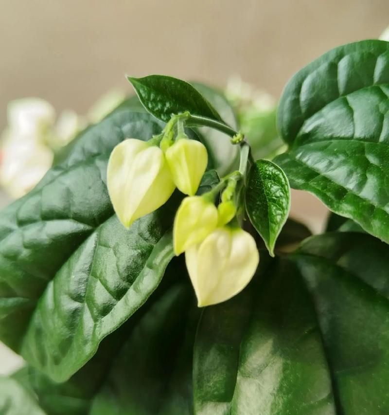 龙眼花的花语是什么？龙眼花代表了什么？