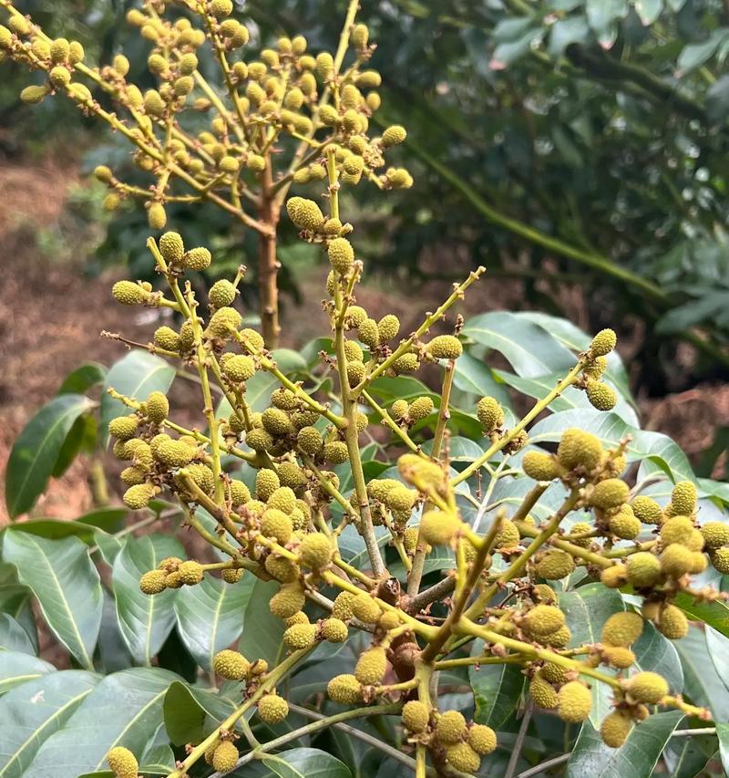 龙眼花的花语是什么？龙眼花代表了什么？