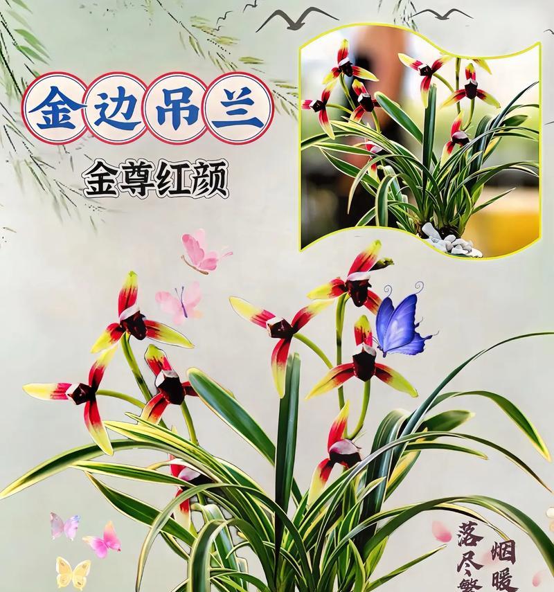吊篮花的花语有哪些？吊篮花象征着什么？