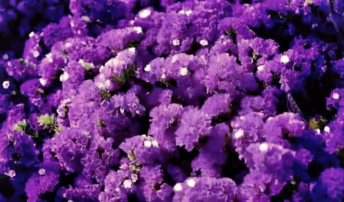 星辰花的花语是什么？星辰花象征着什么？