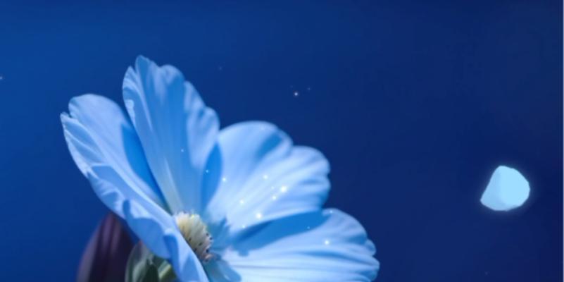 星辰花的花语是什么？星辰花象征着什么？